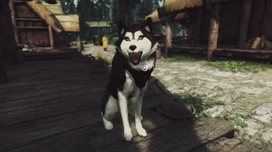 Doge - The Husky Companion