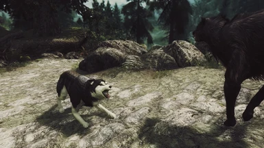 Doge pwns wolves