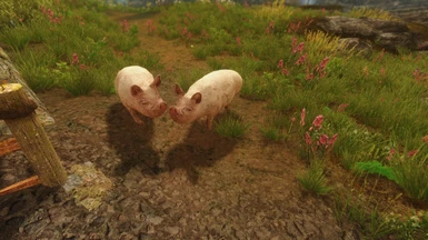 Two piglets