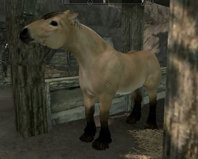 random horse