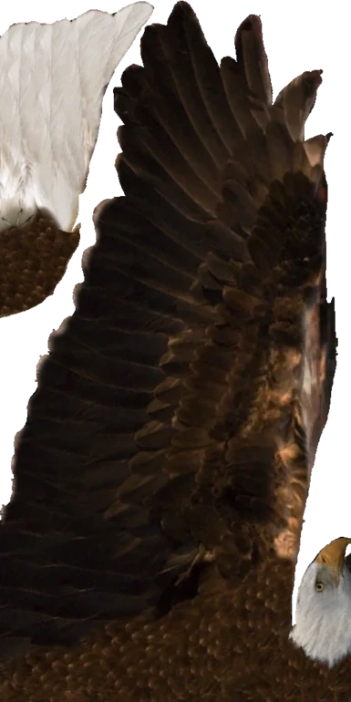 Reaper's Eagle Texture
