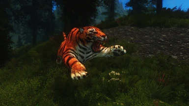 Tiger ist angriffslustig