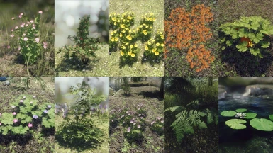 Unique Flowers And Plants
