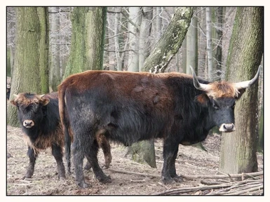 Auerochsen - Ur - aurochs - urus - Ancient Cow