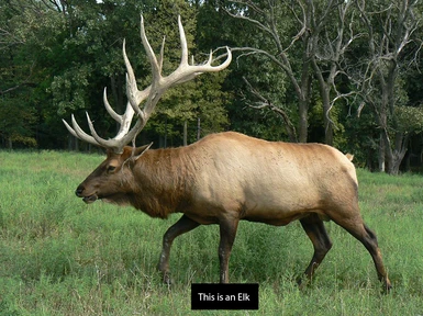 True Elk Of Skyrim or TEOS - DELETED