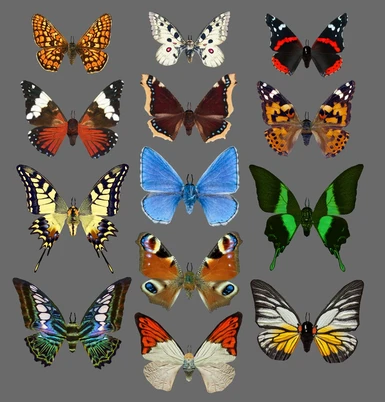 New Butterflies
