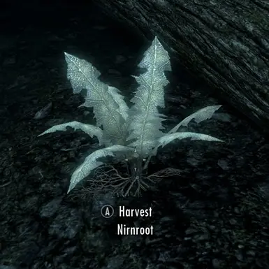 nirnroot