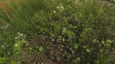with Verdant  thank you