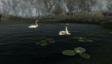 Swans Retextured