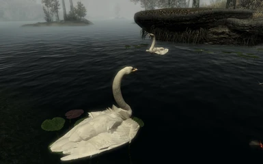 Darker Swans