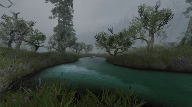 Green reach trees in foggy swamp 2