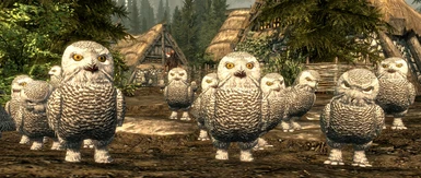 Owls 
