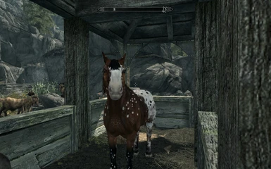 Solitude Stable