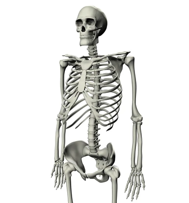 skeleton 016