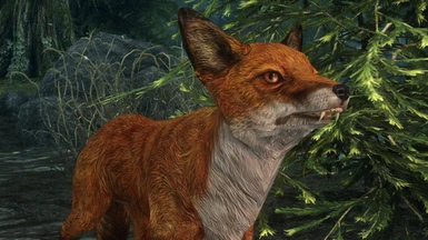 New Normal Fox Texture