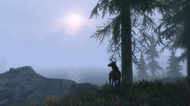 ELFX weathers fog and sunrise