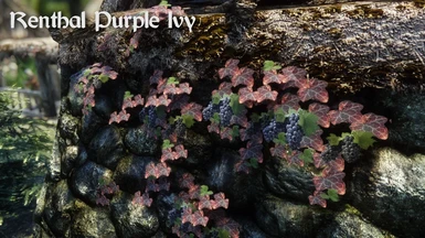 Renthal Purple Ivy