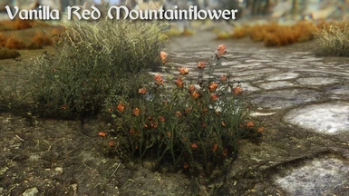 Vanilla Red Mountainflower