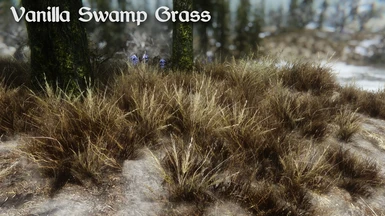 Vanilla Swamp Grass