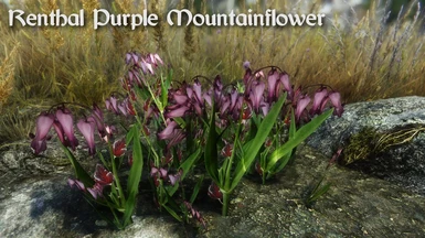 Renthal Purple Mountainflower