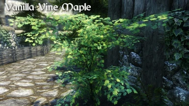 Vanilla Vine Maple
