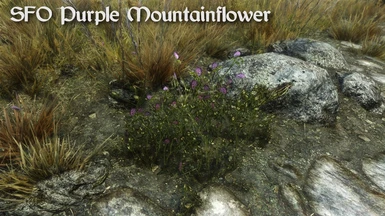 SFO Purple Mountainflower