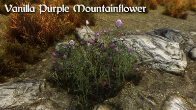 Vanilla Purple Mountainflower
