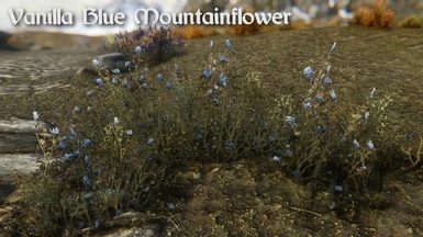 Vanilla Blue Mountainflower