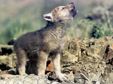 Cute Baby wolf wallpaper