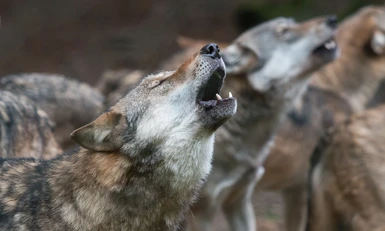 Better wolf howls at Skyrim Nexus - Mods and Community