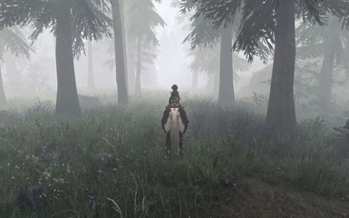 Fog daytime in forest