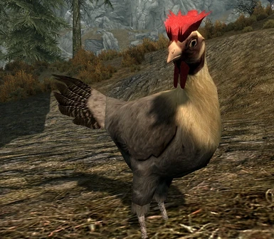 Bantam rooster