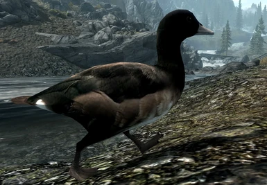 Black Mallard duck