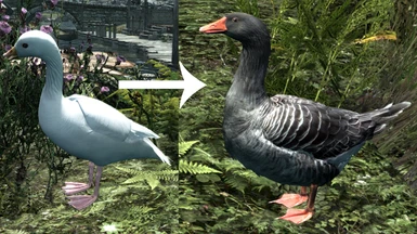 Comparison Gray Farm Goose