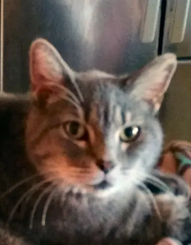my real live puss in boot inspiration