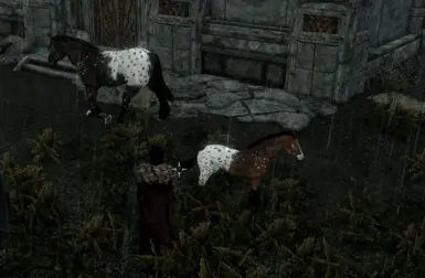 Markarth Foal