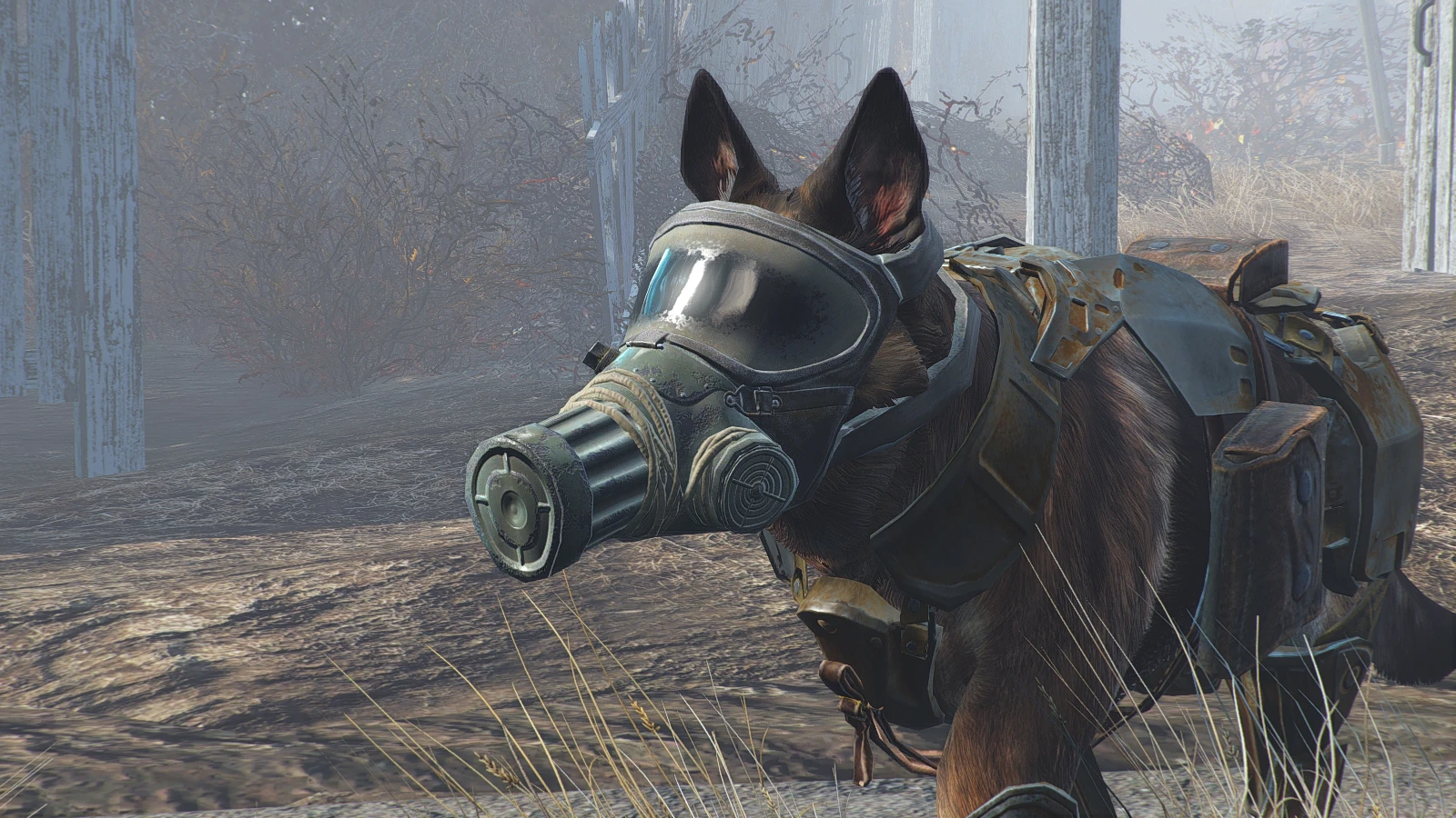 Fallout 4 волк компаньон фото 97