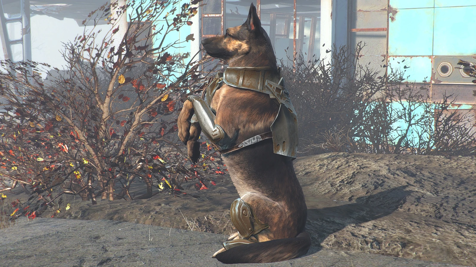 Fallout 4 спарки собака фото 37