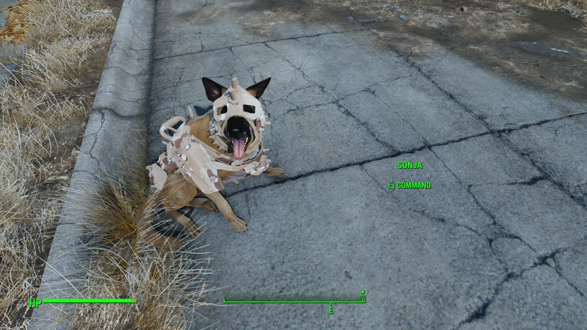 Fallout 4 что можно одеть на собаку фото 36