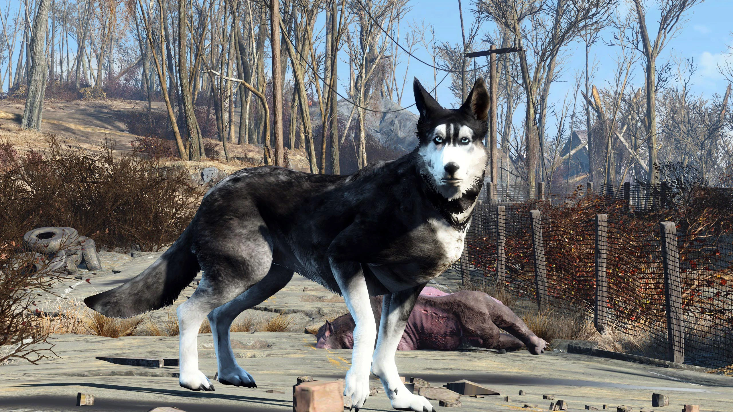 Fallout 4 волк компаньон фото 95