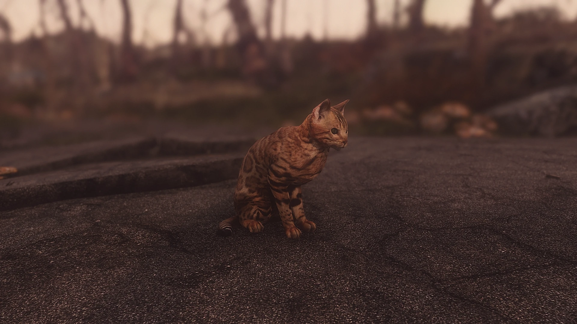 fallout 4 how to get a cat