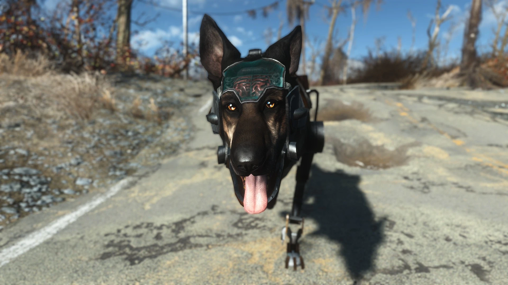 Fallout 4 собака это спутник фото 100