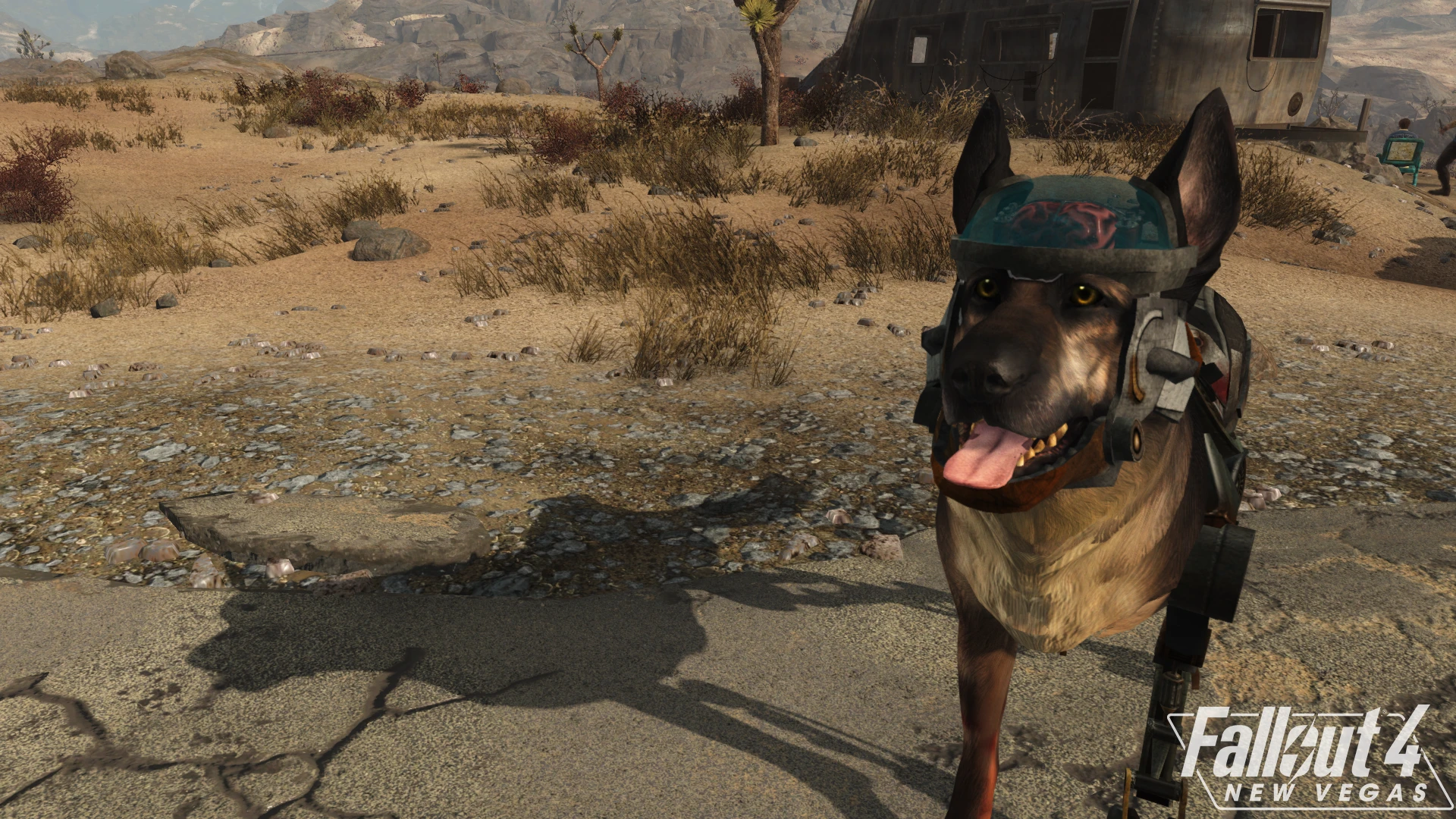Fallout 4 собака нашла что то фото 90