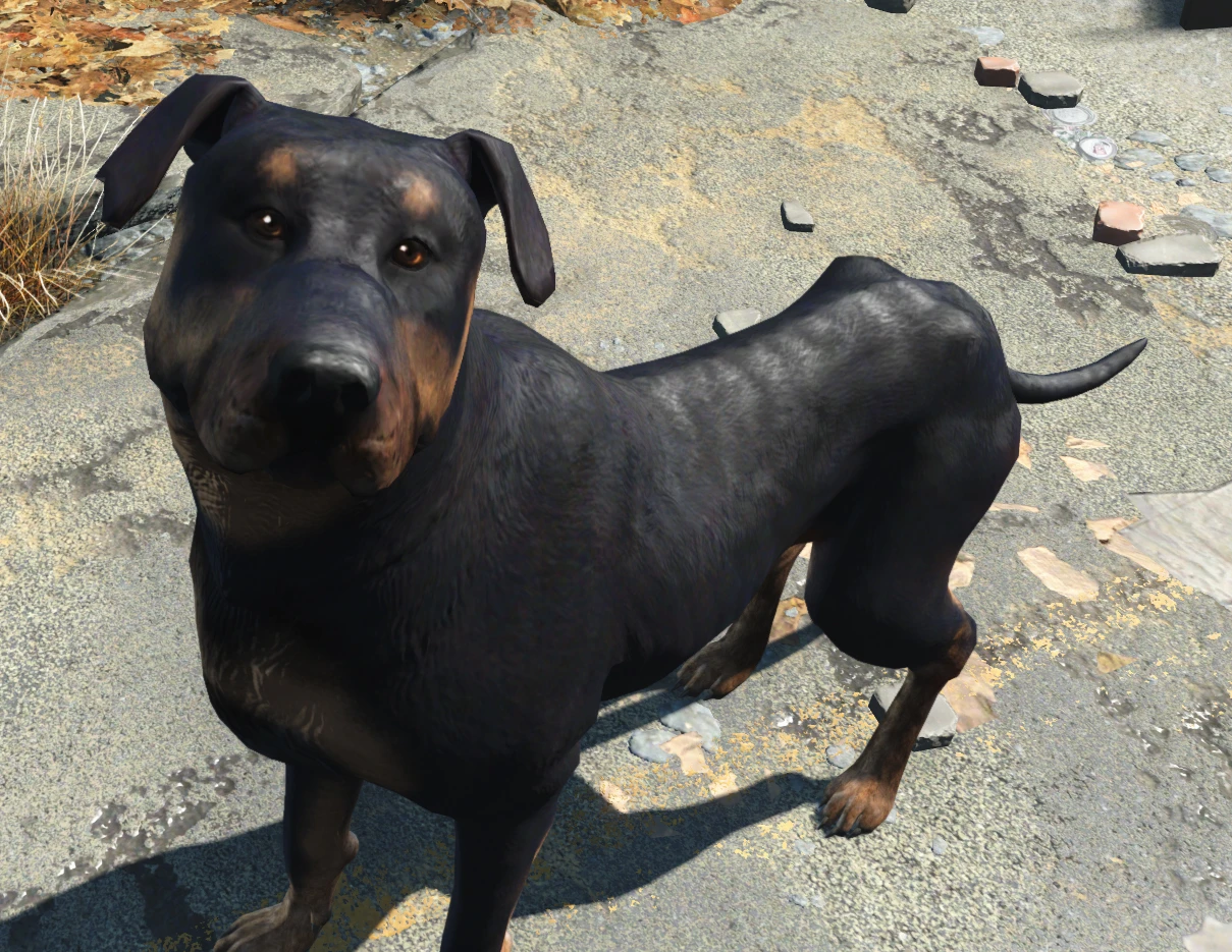 Alternate Dogmeat at Fallout 4 Nexus - Mods and community