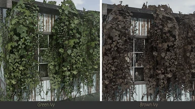 Green and Brown Ivy HD