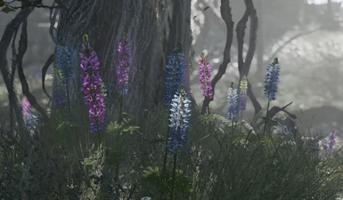 more lovely lupines