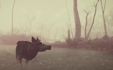on Dogmeat