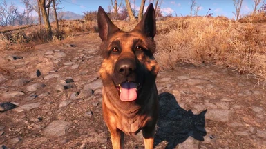 Everyone's Best Friend (Dogmeat and Companion At Same Time - No Console - No Hack)