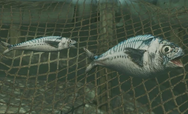 Mackerels alive underwater