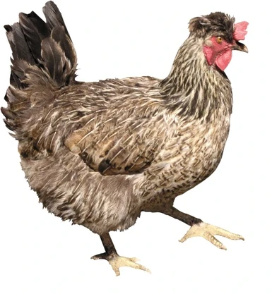 chicken PNG2165